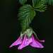 Salmonberry Blossom