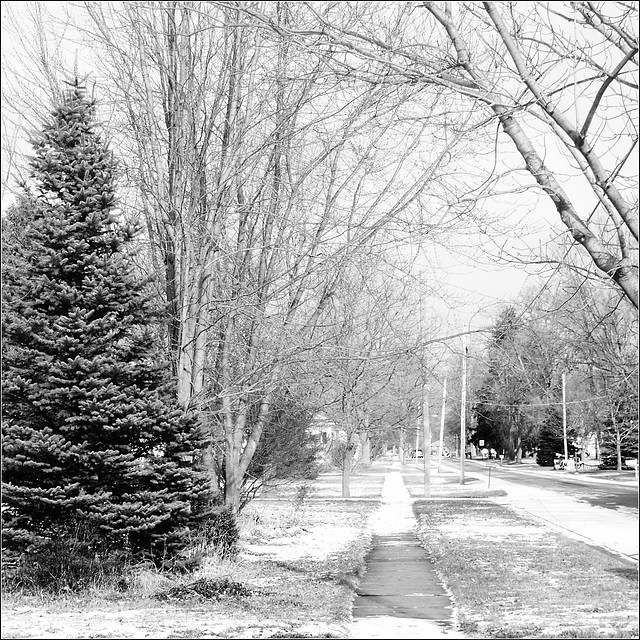 A Whitish Christmas