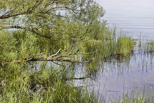 At the River's Edge – Parc des Rapides, Ville LaSalle, Montréal, Québec