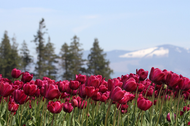 Tulips and Mountains