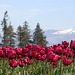 Tulips and Mountains