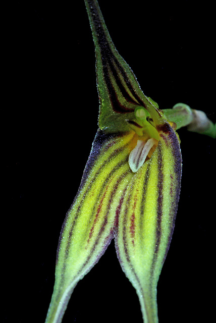 Masdevallia amaluzae