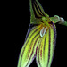 Masdevallia amaluzae