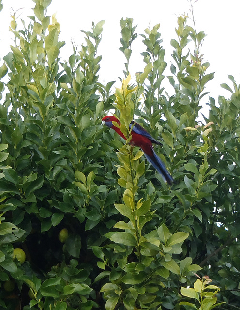 Crimson Rosellas on the bird feeder