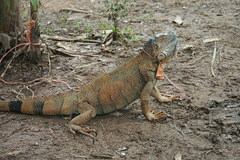 A pet iguana