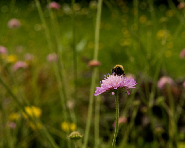 bee on scabious