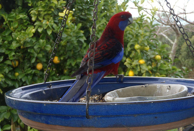 Crimson Rosellas on the bird feeder