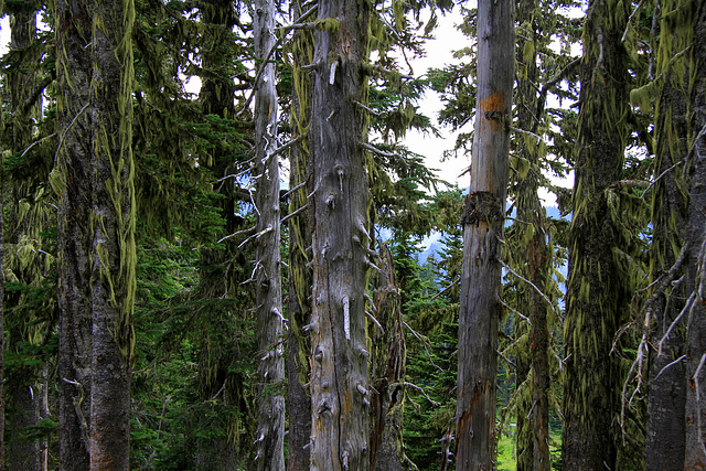 Mossy Forest