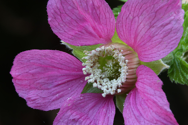 Salmonberry Blossom