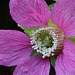 Salmonberry Blossom