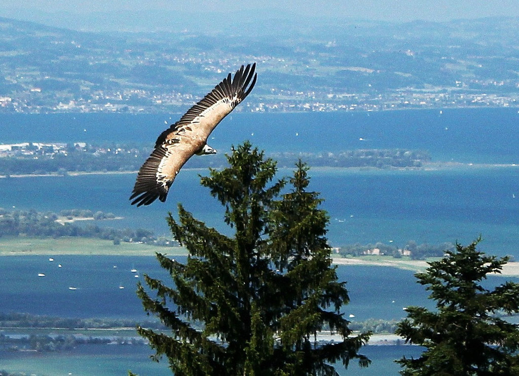 Gänsegeier über dem Bodensee