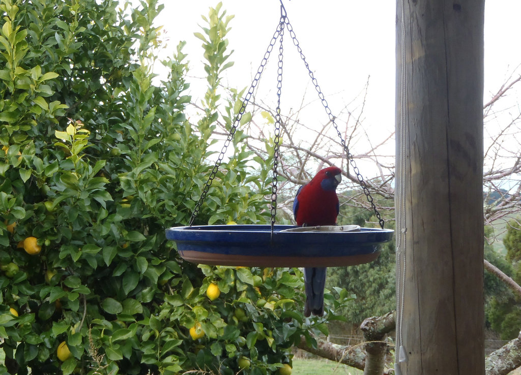 Crimson Rosellas on the bird feeder