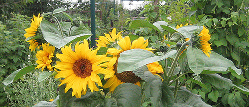 Sonnenblumen (Helianthus)
