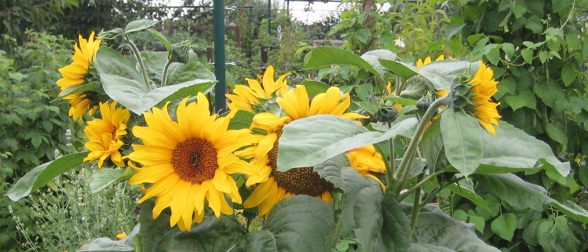 Sonnenblumen (Helianthus)
