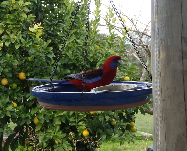 Crimson Rosellas on the bird feeder