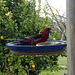 Crimson Rosellas on the bird feeder