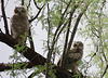 Great Horned Owls