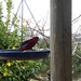 Crimson Rosellas on the bird feeder