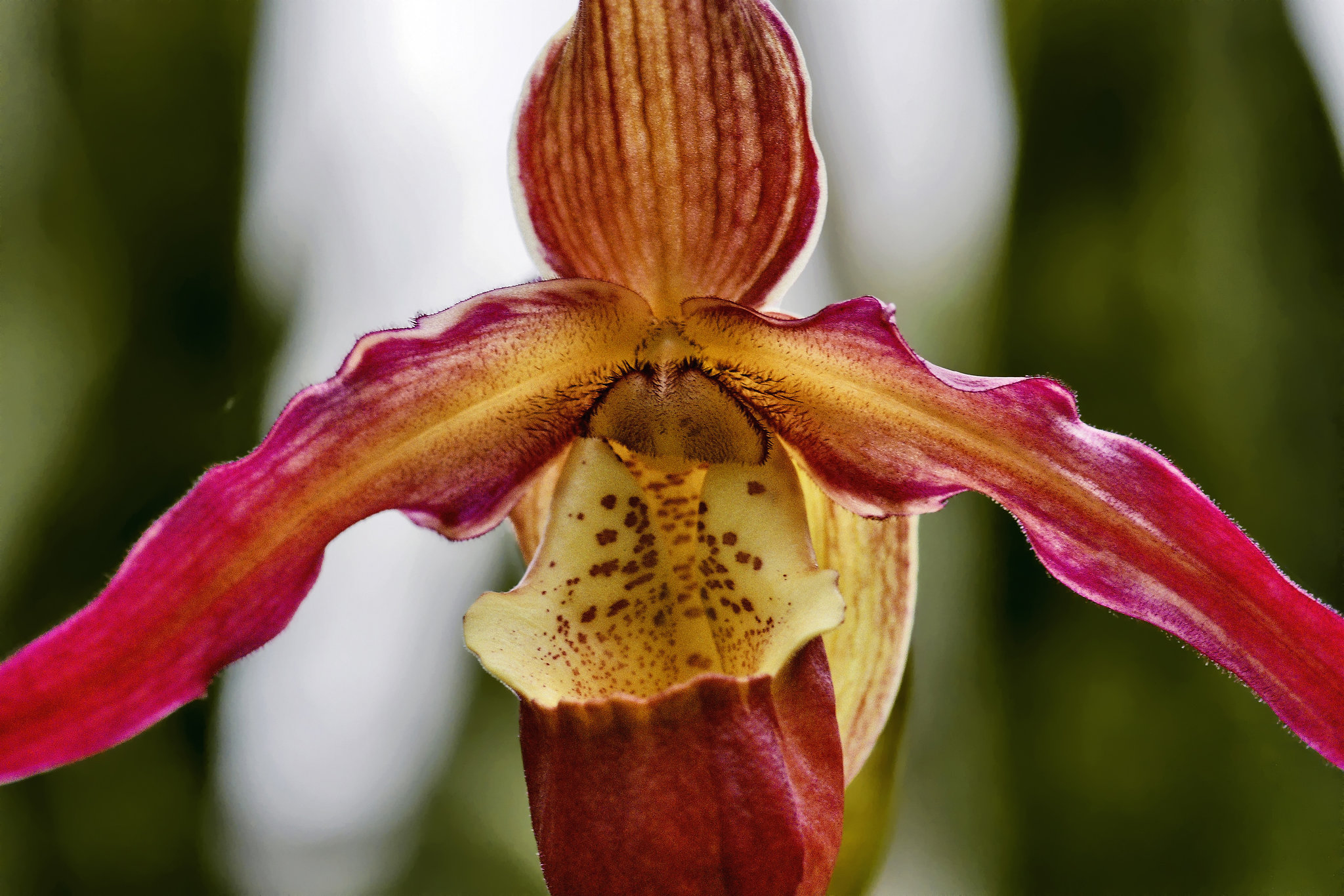 "Sorcerer's Apprentice" Orchid – Phipps Conservatory, Pittsburgh, Pennsylvania