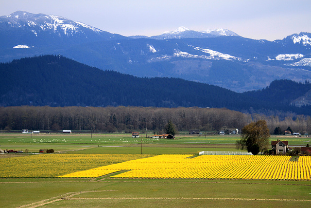 Skagit Valley