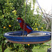 Crimson Rosellas on the bird feeder