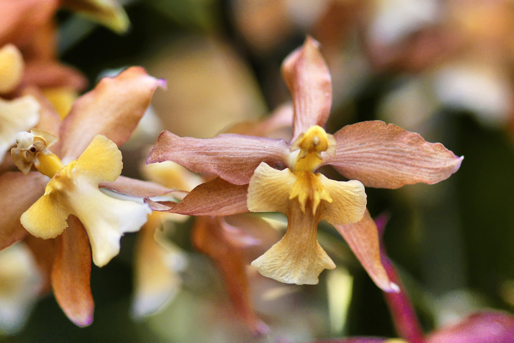 "Pacific Pal" Orchid – Phipps Conservatory, Pittsburgh, Pennsylvania
