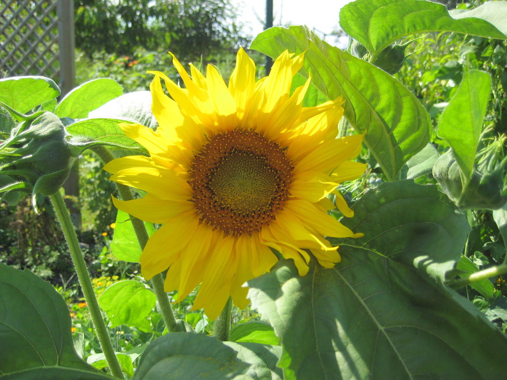 Sonneblume (Helianthus)