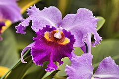 Cattleya trianae "Heatherwood" – Phipps Conservatory, Pittsburgh, Pennsylvania