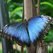 Beautiful Irradescent Blue Butterfly