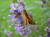 Schmetterling auf Lavendel