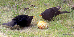 Protecting the food supply