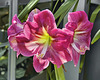 "Wedding Dance" Daylily – United States Botanic Garden, Washington, DC