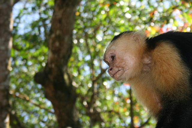 White Faced Capuchin