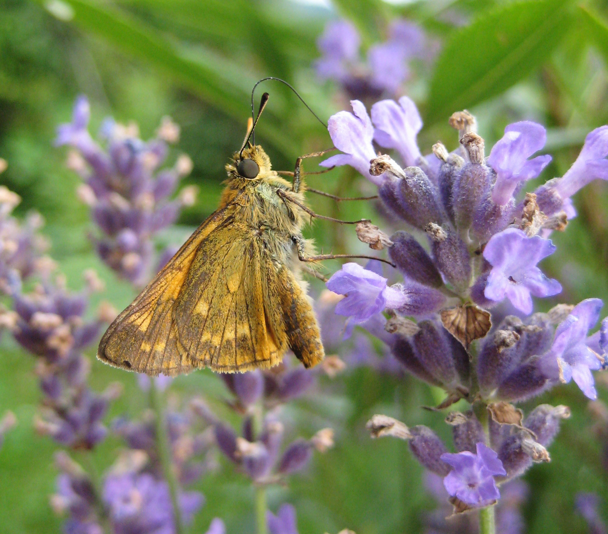 Schmetterling auf Lavendel