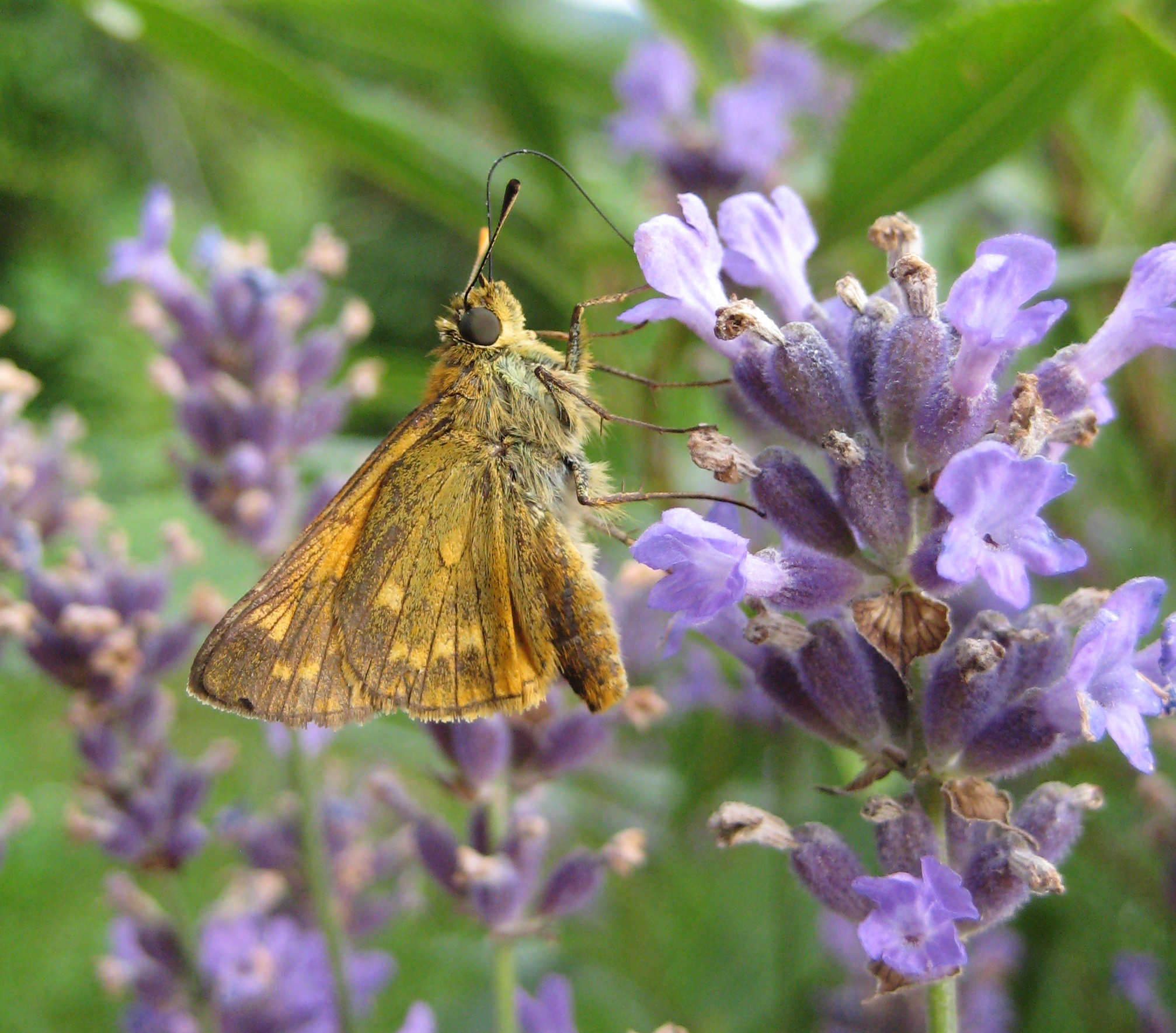 Schmetterling auf Lavendel