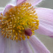 Pasque Flower