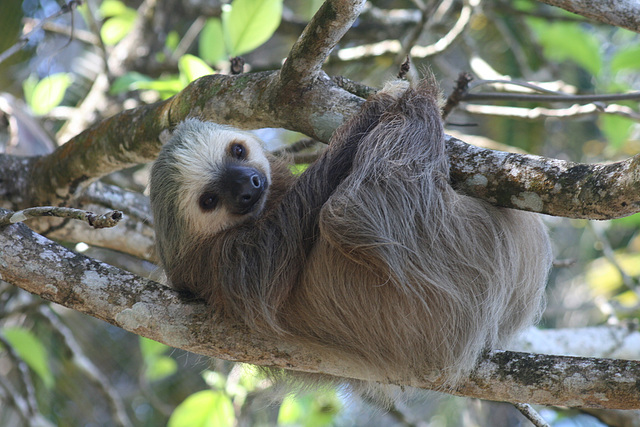 Sloth Sloth