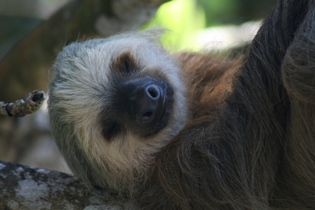 Sloth Portrait