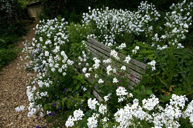 white rocket bench