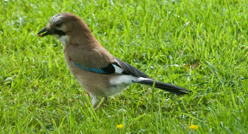 jay with peanut