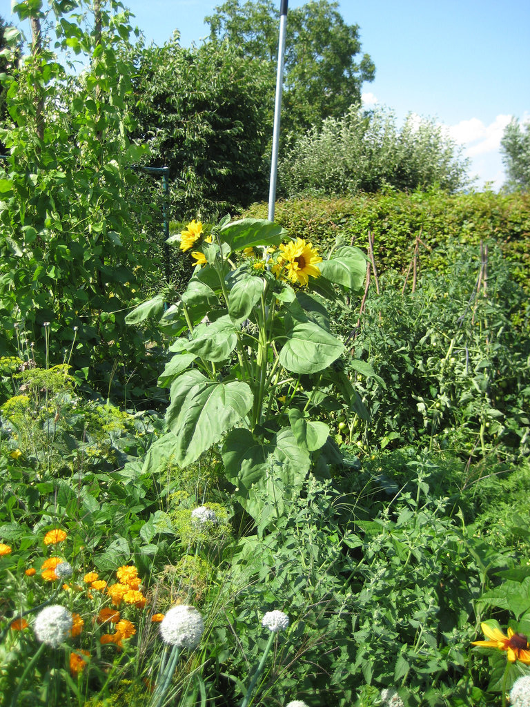 Sonnenblume (Helianthus)