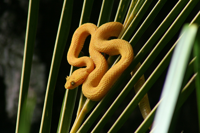 Eyelash Palm Viper