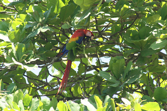 Scarlet Macaw