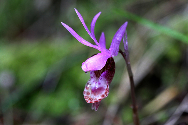 Fairy Slipper