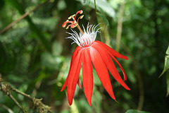 A rainforest flower
