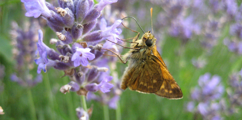 Schmetterling auf Lavendel