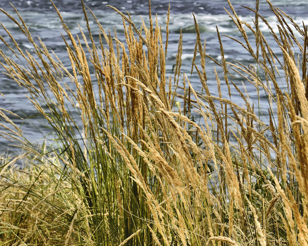 Tall Grass by the Rapids – Parc des Rapides, Ville LaSalle, Montréal, Québec