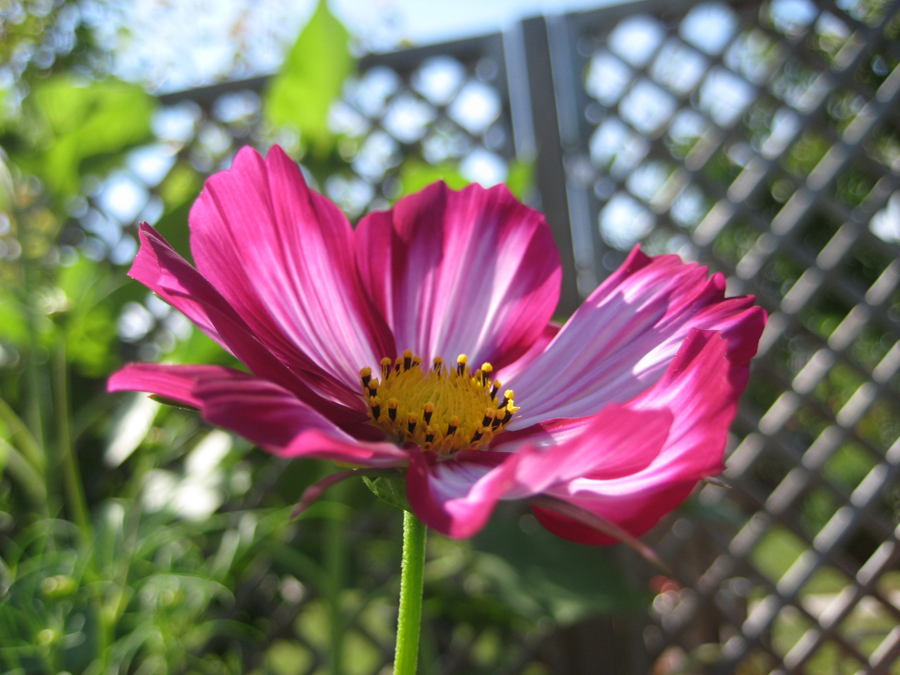 zweifärbige Cosmea / Schmuckkörbchen