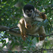 Gorgeous squirrel monkey