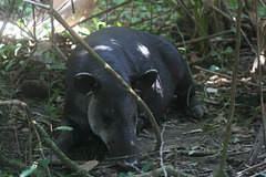 Tapir